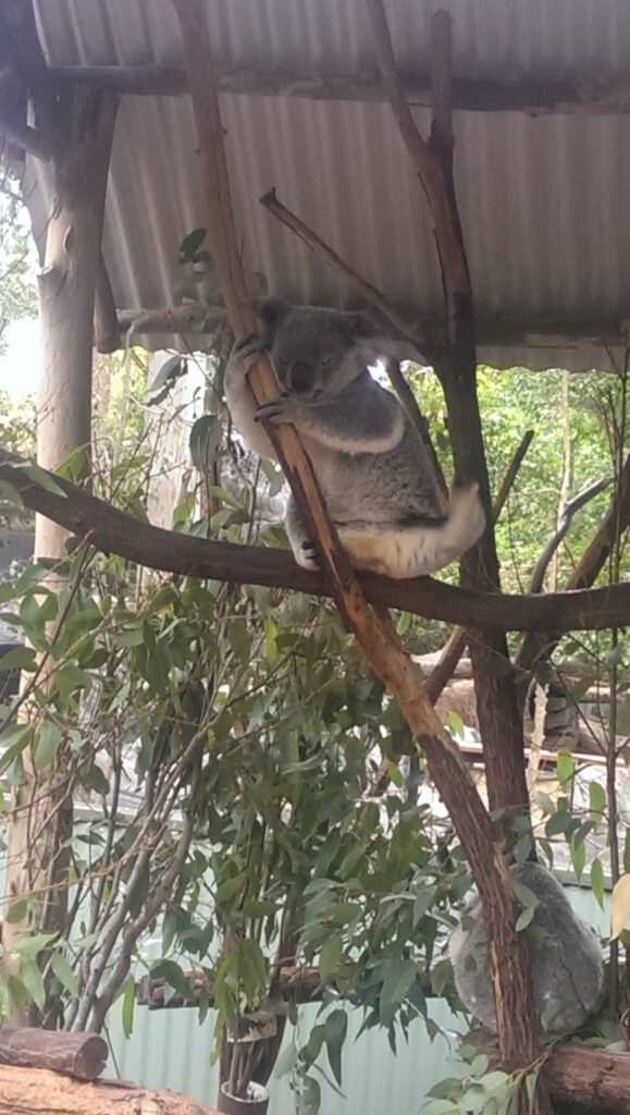 Koala, Lone Pine Koala Sanctuary