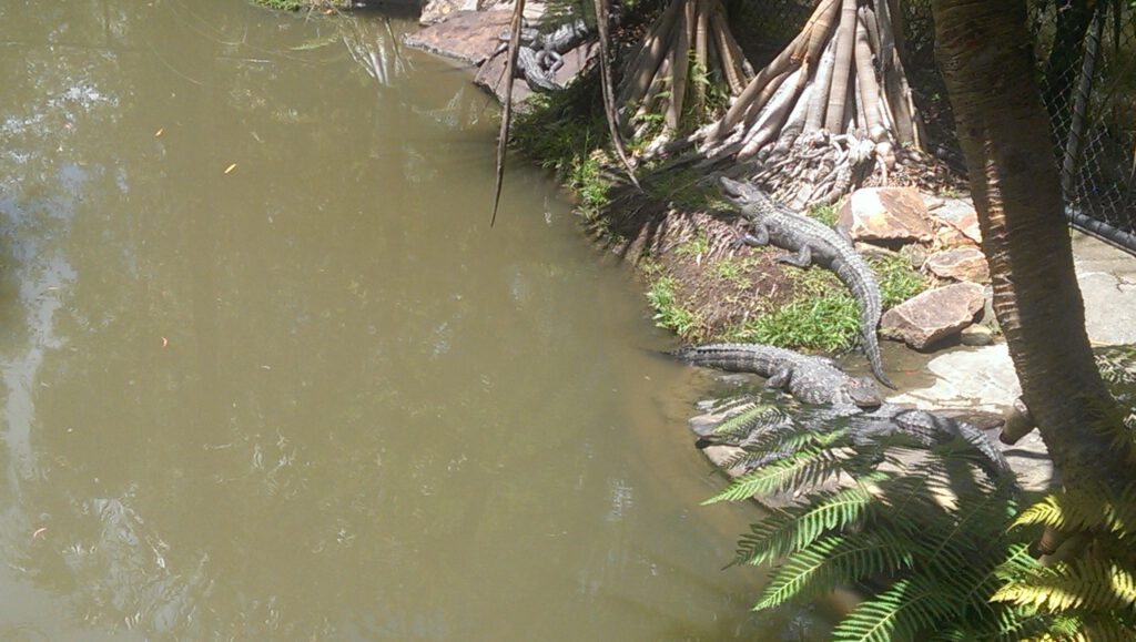 Krokodile oder Alligatoren im Australia Zoo