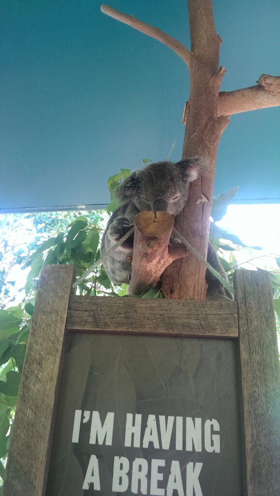 Koala mit lustigem Schild im Australia Zoo