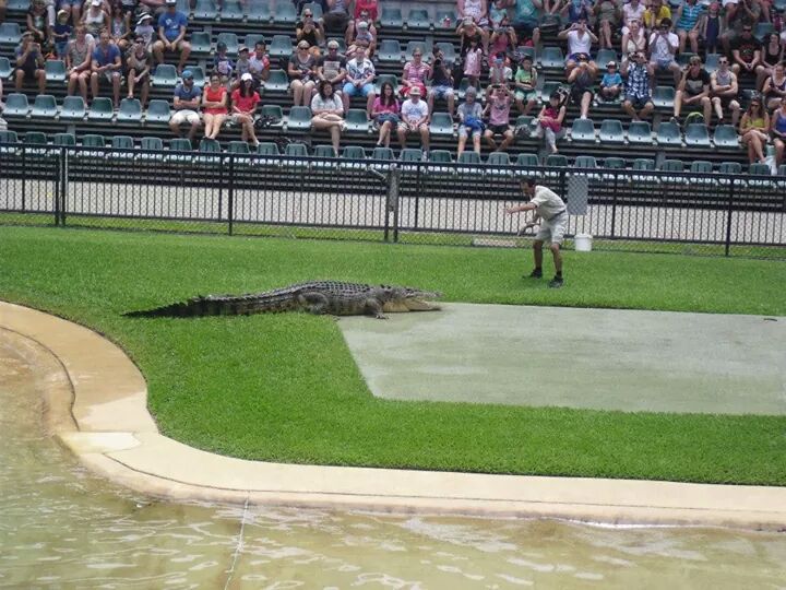 Krokodil-Show im Australia Zoo