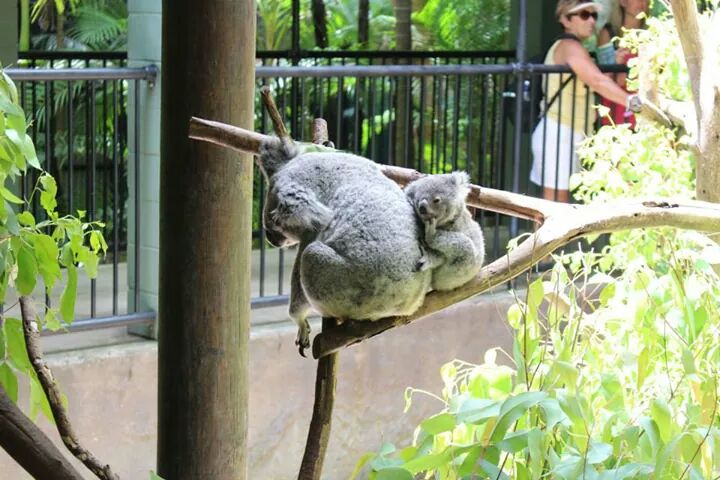Koala und Baby im Australia Zoo